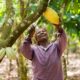 Fairtrade Africa 80x80
